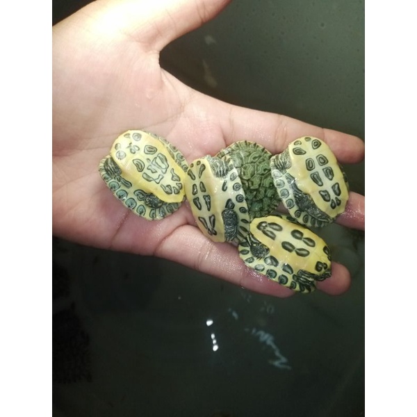 kura kura brazil