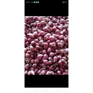 

bawang merah/bawang/ brambang /bawang merah lokal