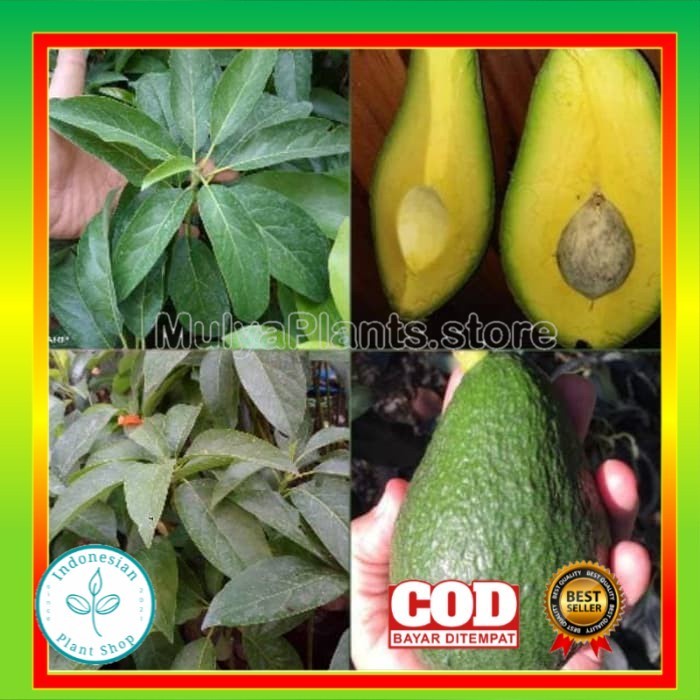 Paling Laris BIBIT TANAMAN ALPUKAT YAMAGATA OKULASI BENIH ALPUKAT BUAH DDD