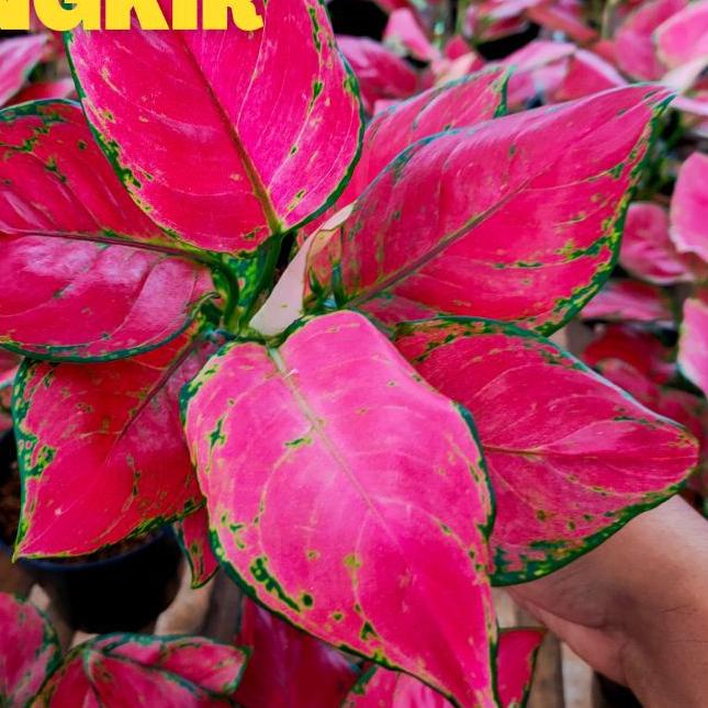 ♚ Red anjamani / aglonema red anjamani / red anja ▼