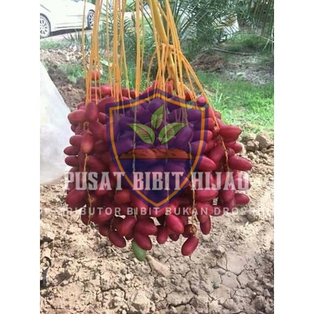 Bibit Pohon Buah Kurma H1 Betina