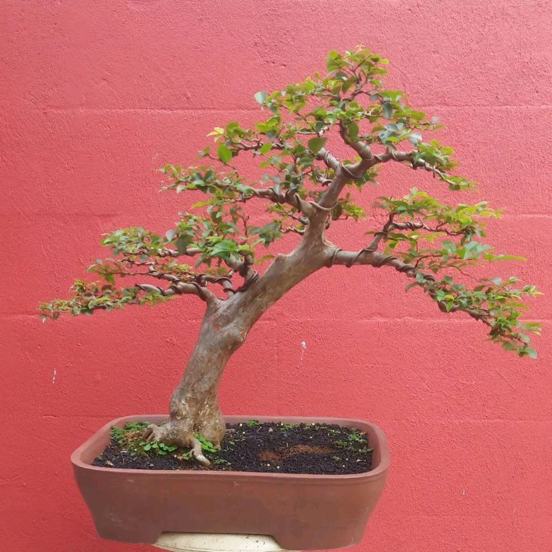 Bonsai anggur brazil siap kontes