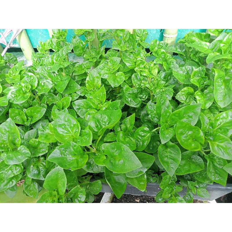 

Bayam Brazil (harga per tangkai) MINIMAL ORDER 10 TANGKAI, PEMESANAN KURANG DARI ITU TIDAK KAMI LAYANI