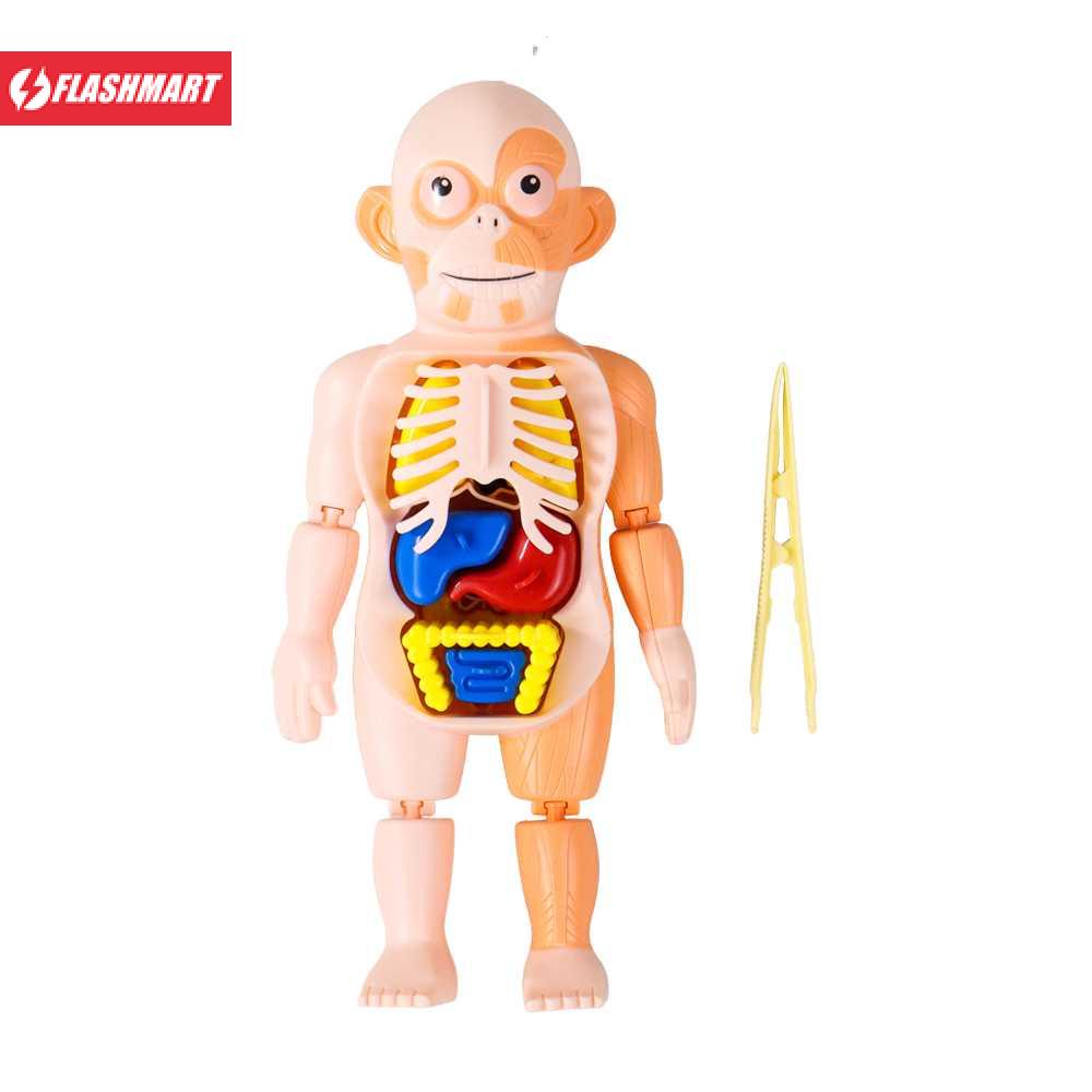 Flashmart Mainan Anak Montessori Body Anatomy Children Toy - DD232