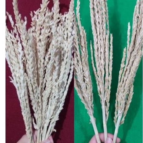 Bunga jagung kering | Putih dan natural