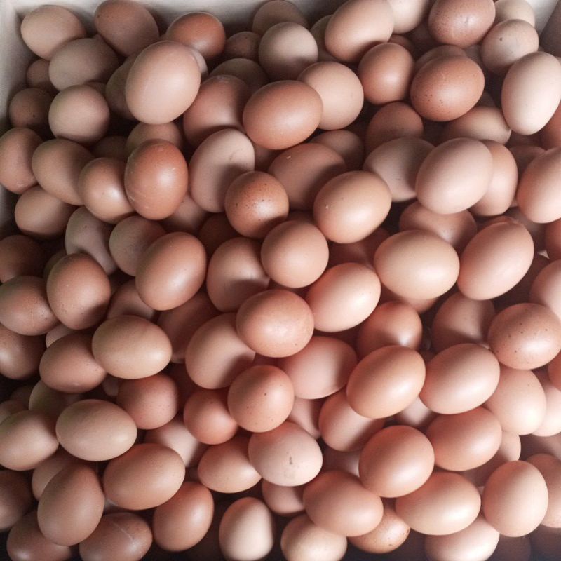 

Telur Ayam Negeri