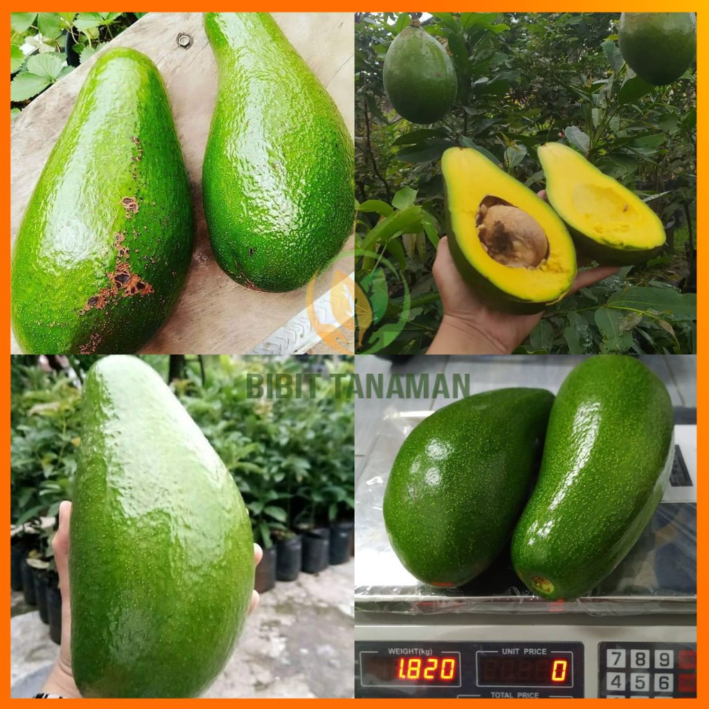 Bibit Alpukat Pluwang Tinggi 1 Meter Up Batang Besar - Alpukat peluwang