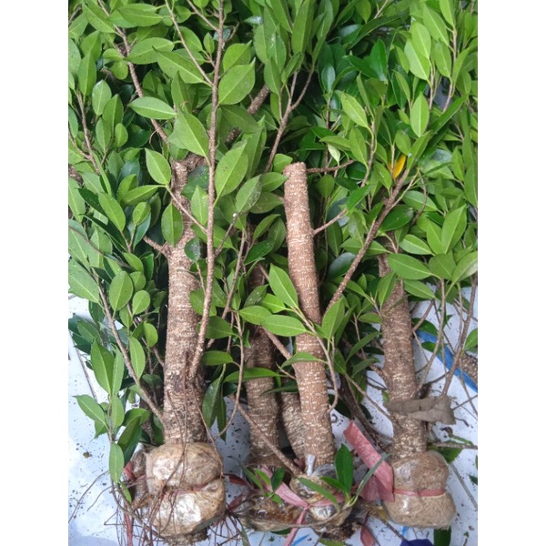 kimeng gegelan cangkok