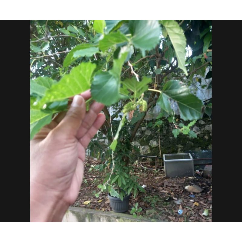

DAUN MURBEI FRESH PETIK 100 GRAM