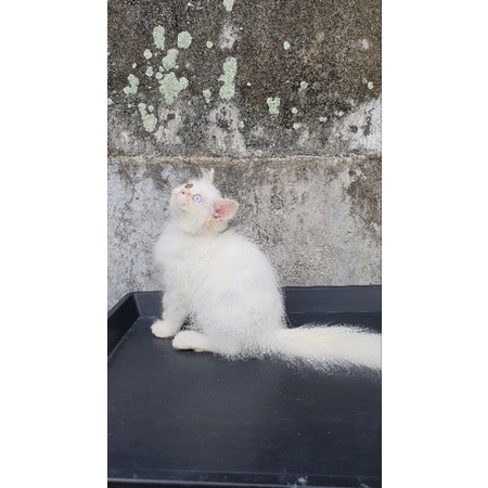 Kucing Kitten Anakan Persia Flatnose Odd Eyes Mata 2 Warna Putih