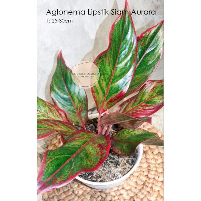 Aglaonema Siam Aurora | Lipstik Merah |Sri Rejeki | Chinese Evergreen