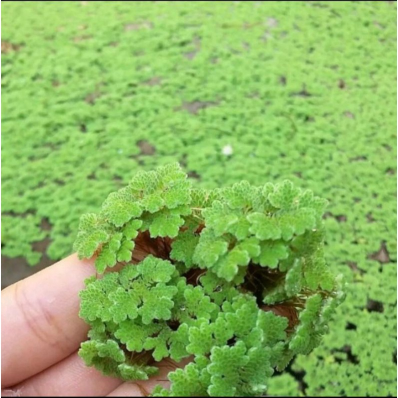 

AZOLLA FRESH MURAH 100 GRAM TERLARIS