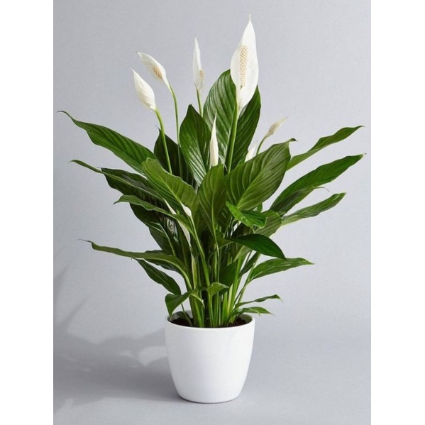 0BISA COD/Tanaman hias/peace lily (sudah berbunga)
