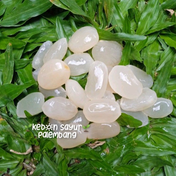 

Buah Kolang Kaling