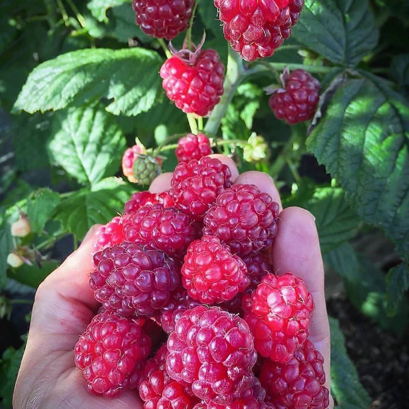 bibit rasberry | bibit rasberi | kondisi rimbun-rimbun