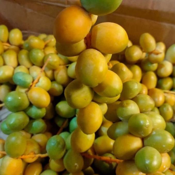 

Spesial [Afluth Store] Kurma Muda Kuning / Kurmud Promil / Kurma Muda Tokosimbah00