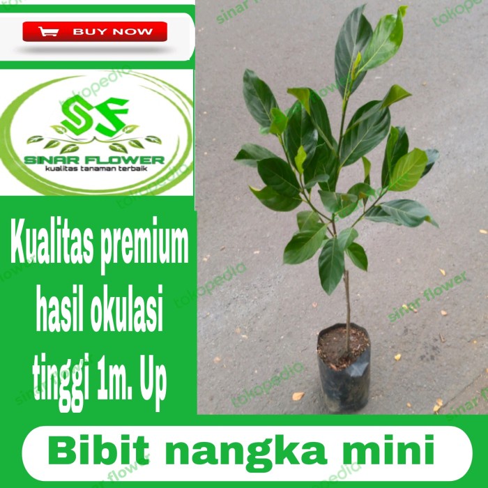 BIBIT NANGKA MINI MADU/BIBIT BUAH/POHON BUAH NANGKA