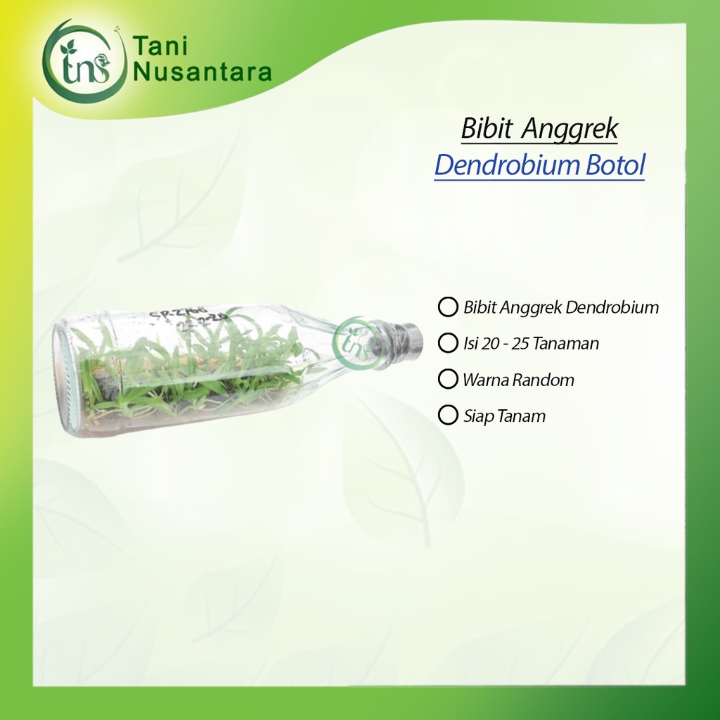 Bibit Anggrek botol dendrobium paket Random ( Mix random) siap aklim sesuai pict bulat& melintir