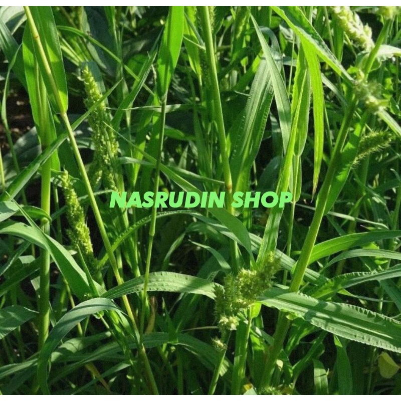 

[Fresh] DAUN JAJAGOAN 20 TANGKAI SEGAR UTUH DENGAN AKAR BISA UNTUK BIBIT / TANAMAN RUMPUT LUMBUNG