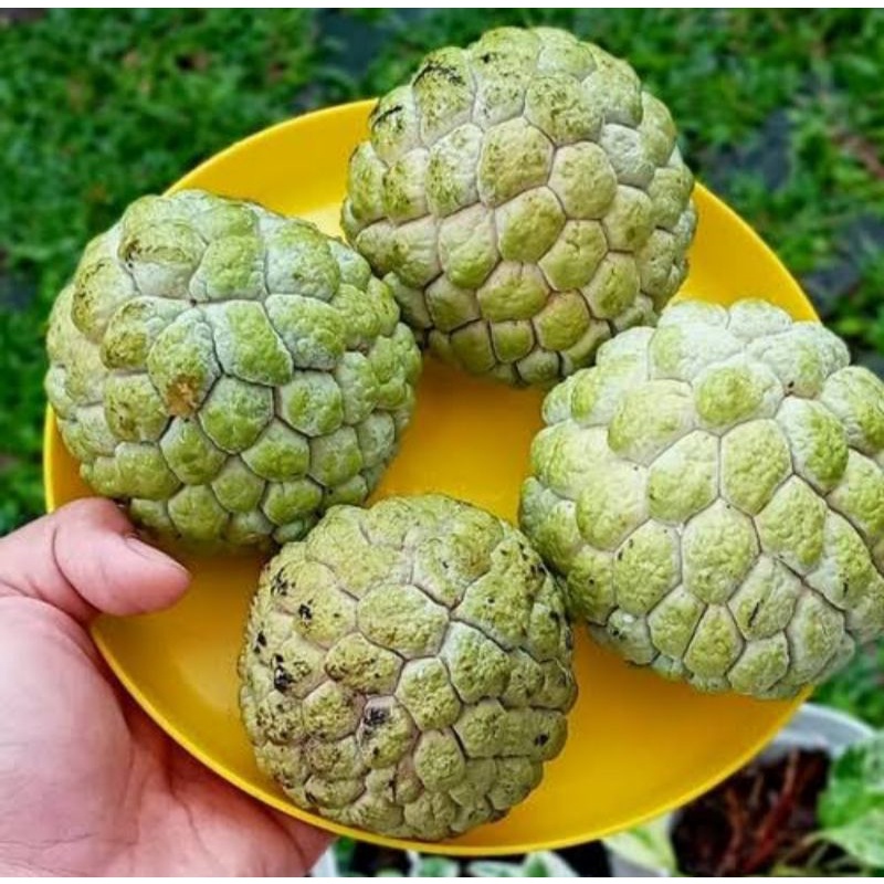 BUAH SRIKAYA MADU AUSY / BUAH SRIKAYA AUSTRALIA PREMIUM 1 KG