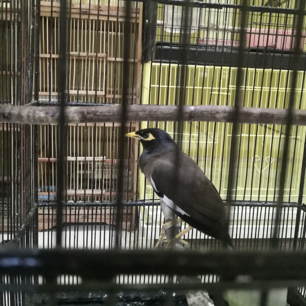 Burung Jalak Nas Voer