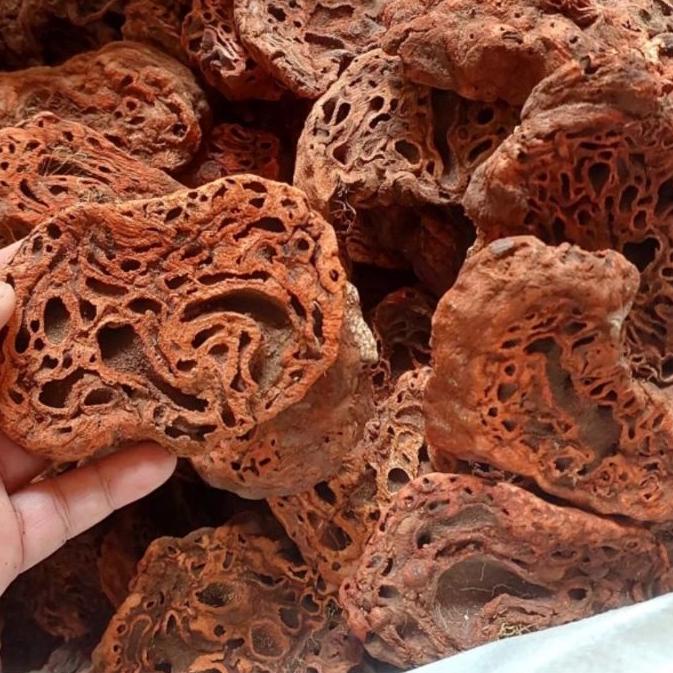 

♪ Sarang Semut Papua Asli 500gr ⅎ