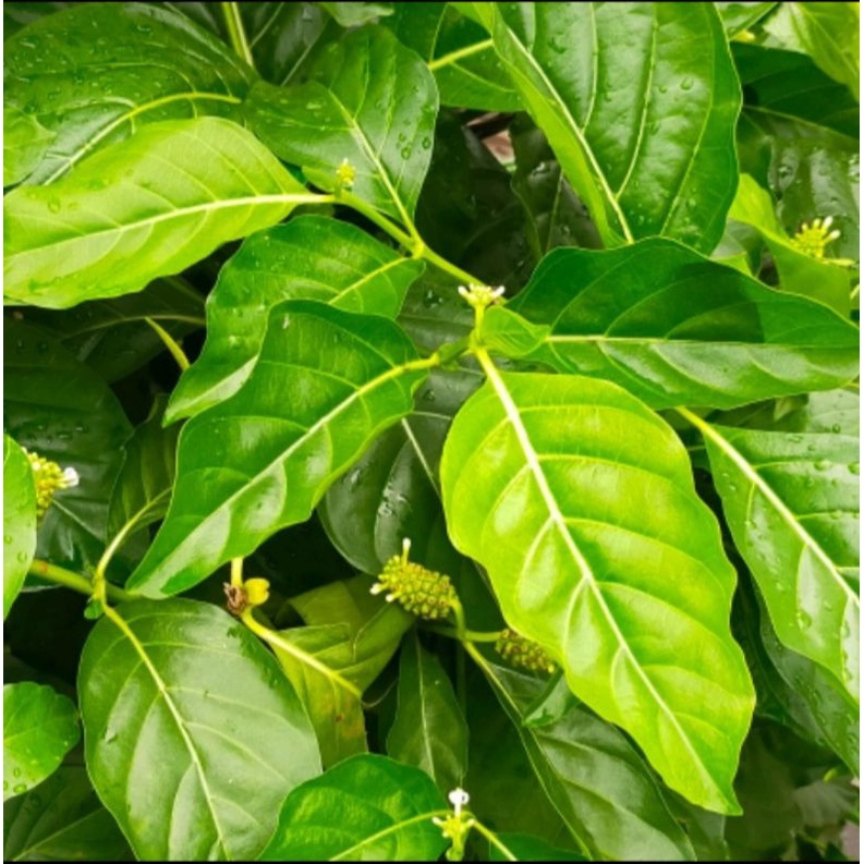 

Daun mengkudu/face segar grosir di ambil dadakan