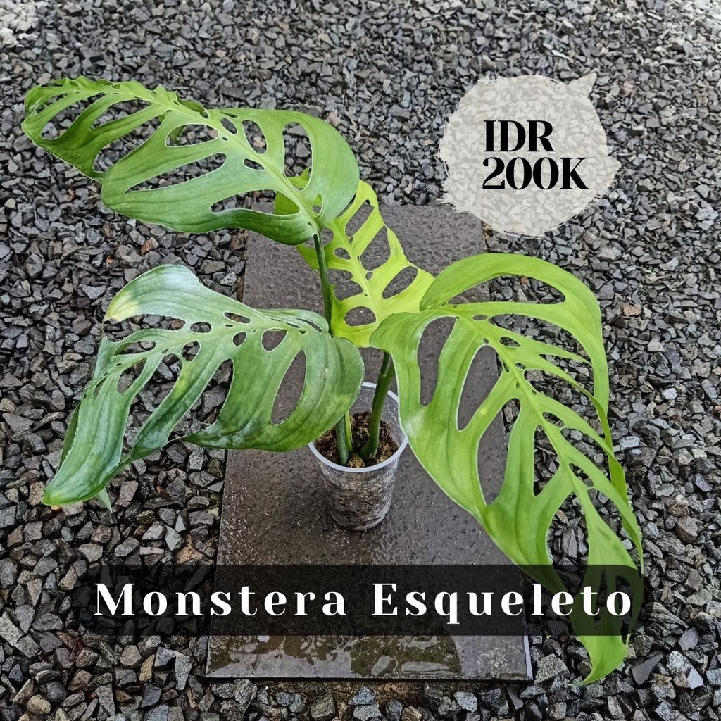 Tanaman Hias Monstera Esqueleto