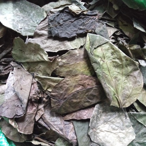 

TERBAIK DAUN SIRIH MERAH KERING- 100 GRAM