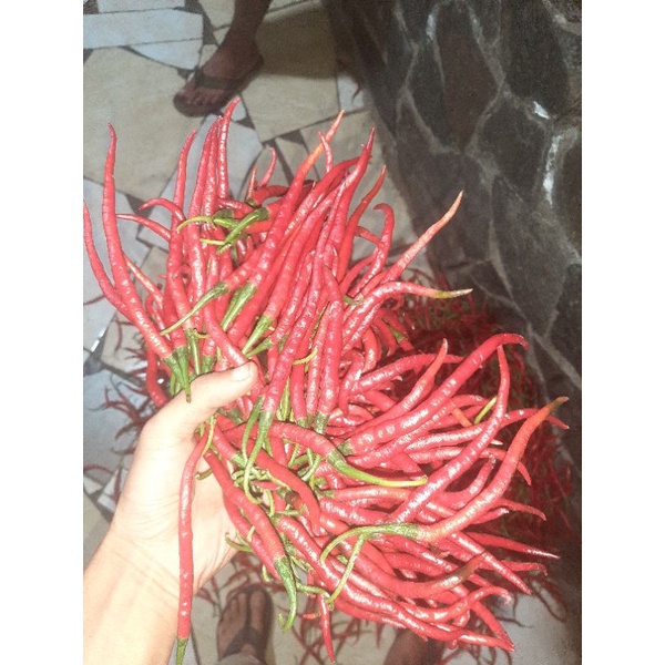

GROSIR CABAI MERAH KERITING