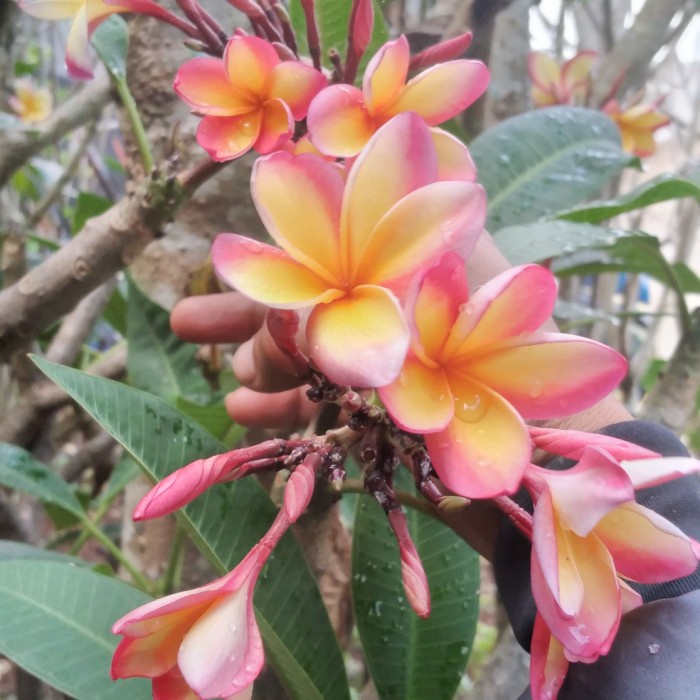 Terlaris Pohon Kamboja Tri Color Bunga Seperti Gambar Tinggi 180Cm Atau 2 Meter