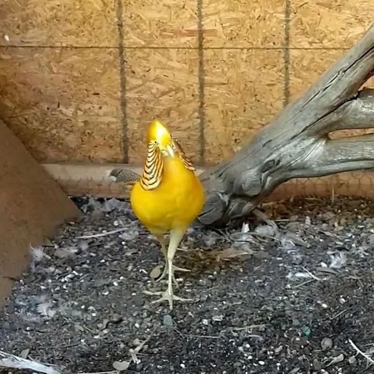 

Toko Spesial4v9Uj telur ayam hias yellow golden pheasant untuk di tetaskan