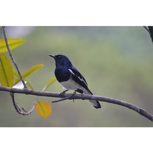 Burung Kacer daput bahan Jantan