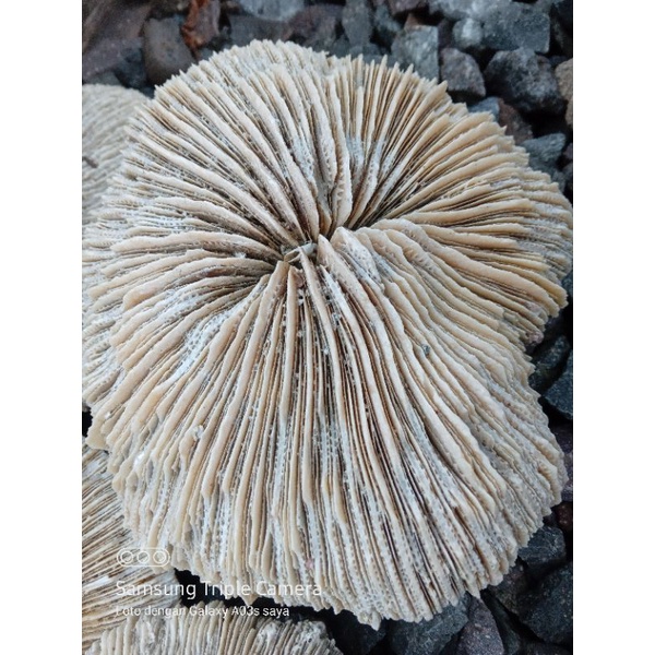 batu karang jamur 1 biji besar