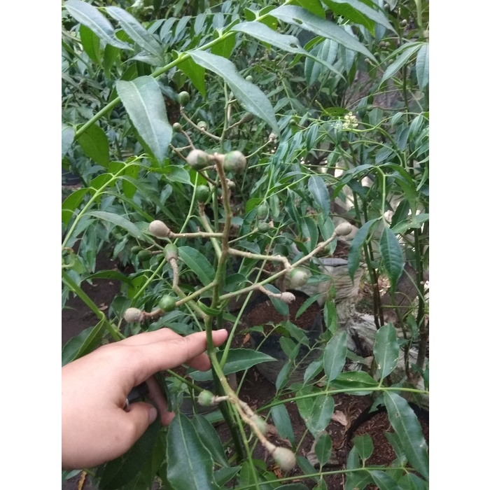 TANAMAN BUAH KEDONDONG/ SUDAH BERBUAH