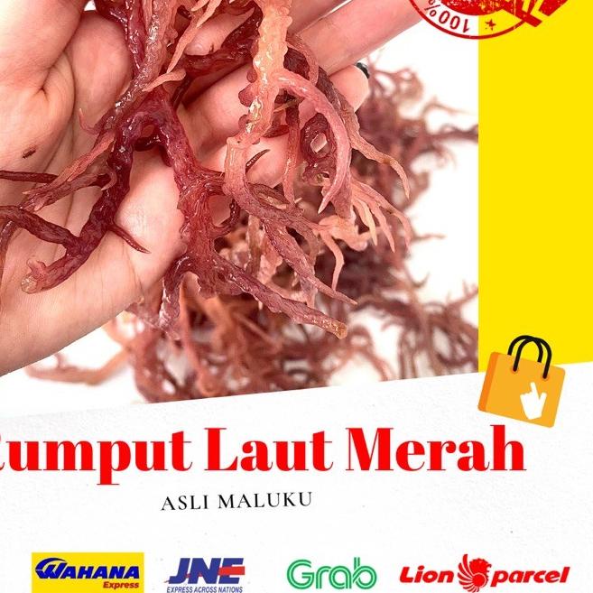 

➤ 1 KG RUMPUT LAUT MERAH KERING ( Eucheuma cotoni) sea birdnest kualitas premium no 1 dijamin 100% asli ♡