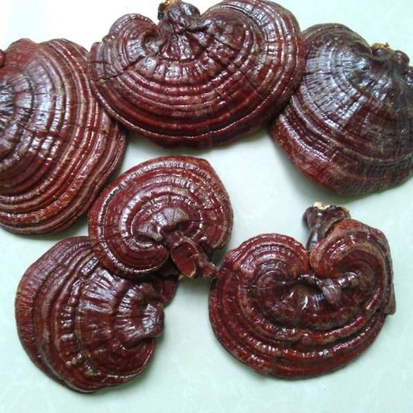 

♂ r Lingzhi Asli 500gr / r Ling zhi Asli ✦