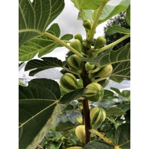 bibit pohon buah tin belang ori jenis Panache Tiger subur di polibag