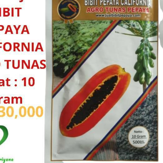 ◙ Bibit Pepaya CALIFORNIA AGRO TUNAS 10 gr 500Biji Benih PEPAYA CALINA ✹