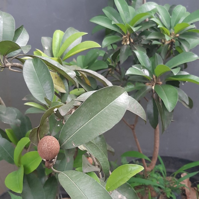 BIBIT BUAH SAWO/POHON SAWO/TANAMAN BUAH SAWO