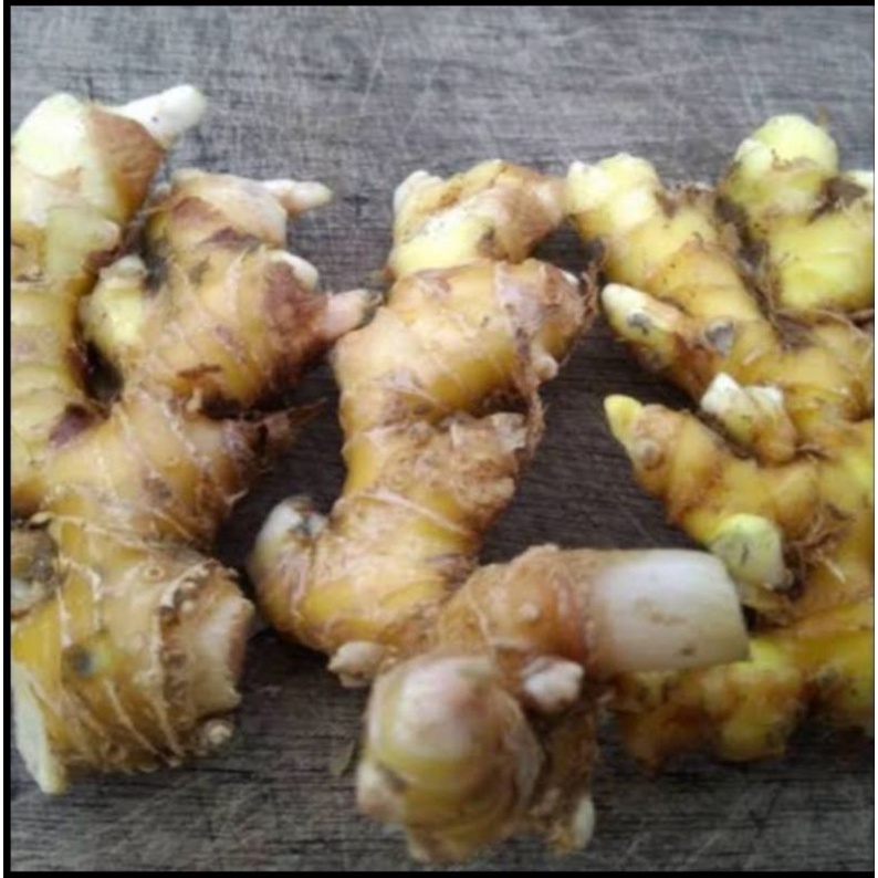 

Jual lempuyang / lampuyang fresh segar 1 kg