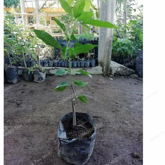 Bibit tanaman buah mangga manalagi madu super DDD