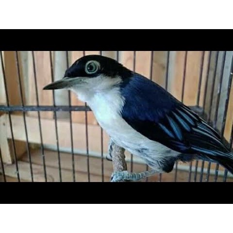 Burung Rambatan Doraemon bahan