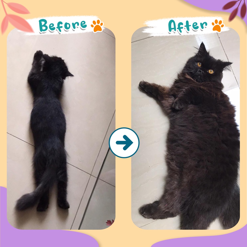 OLIVE CARE Vitamin Kucing NAFSU MAKAN untuk Nafsu Makan, Gemukin Badan, Bulu Rontok, Daya Tahan Tubuh dan Konstipasi