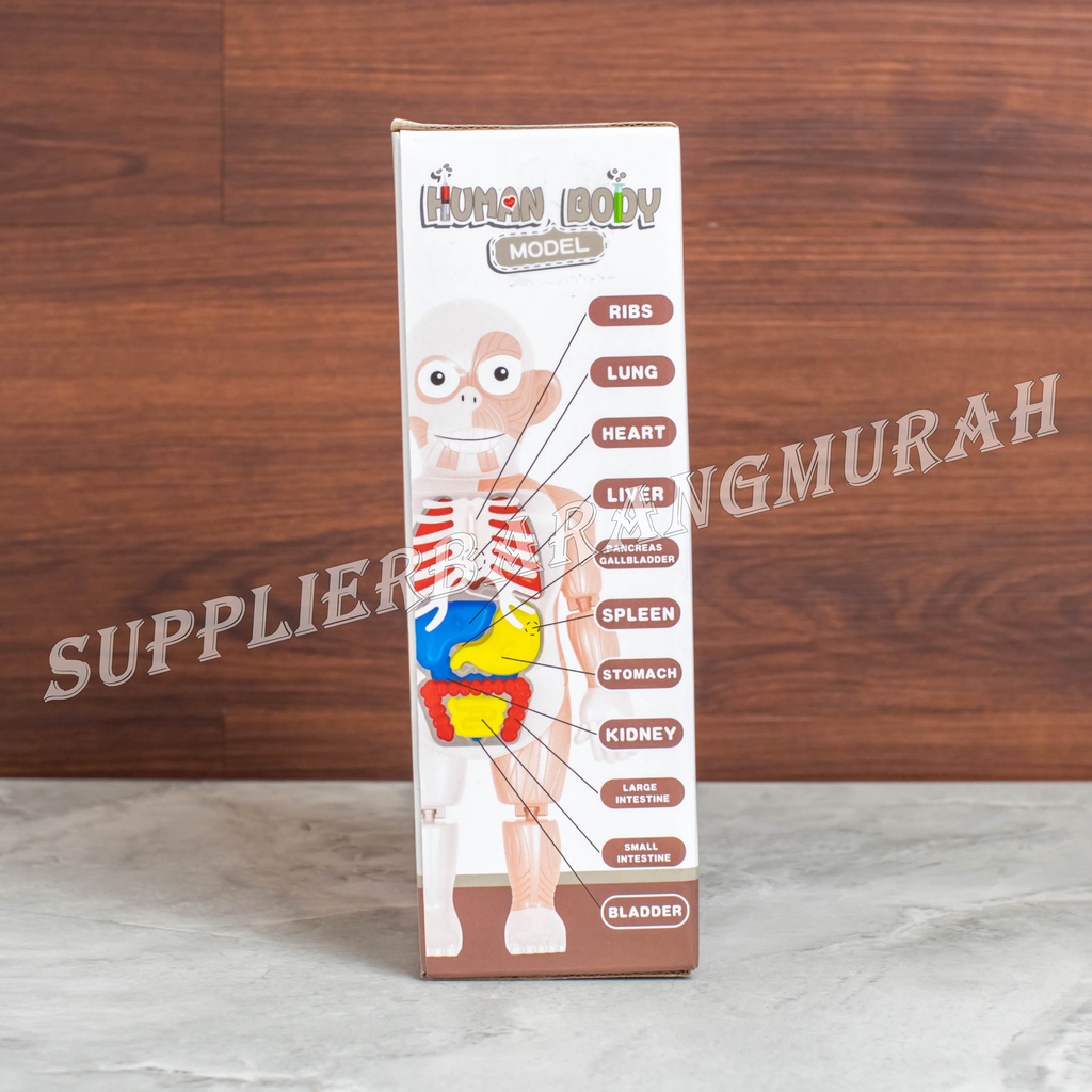 Mainan Edukasi Human Body Model HM0507