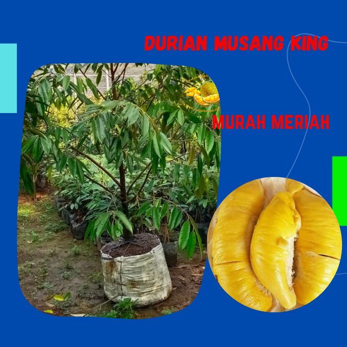 Bibit Durian Musang King,Benih Durian Musang King,Pohon Durian Musang King,Benih Pokok Durian Musang