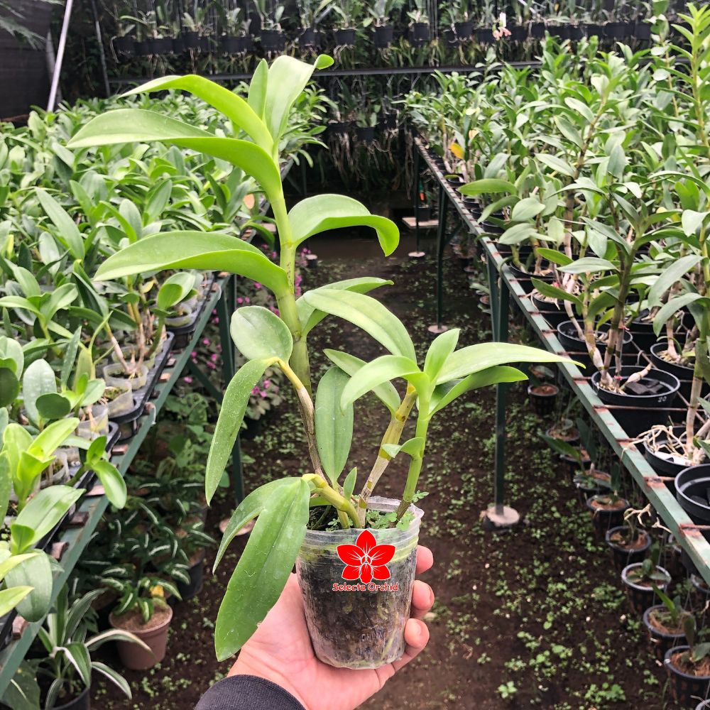 Dendrobium Remaja jumbo - Anggrek Dendro Bulat kupu kupu premium