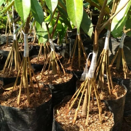 BIBIT TANAMAN BUAH DURIAN MUSANGKING KAKI 10