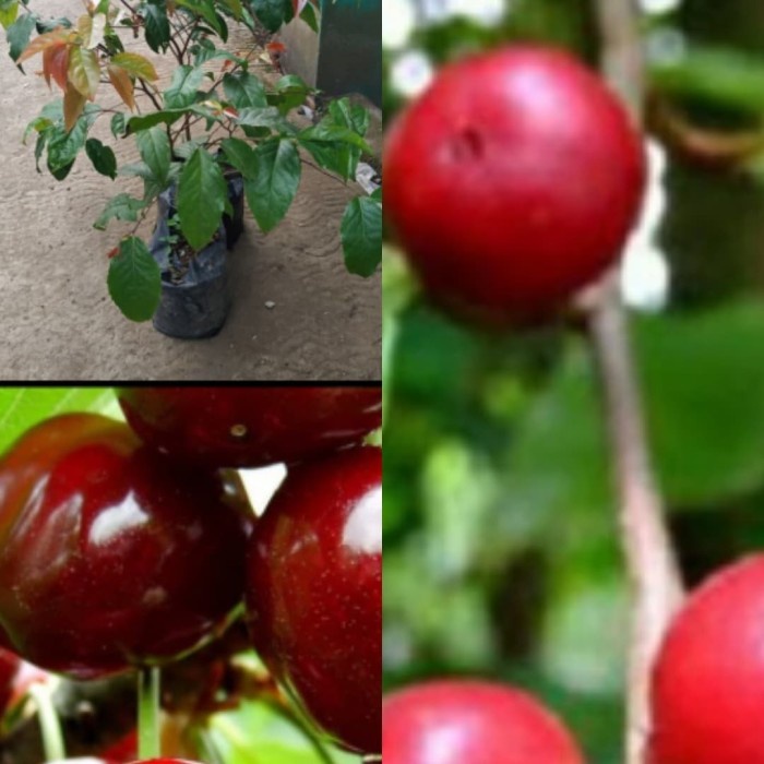 BIBIT TANAMAN BUAH LANKA LOBI LOBI ASAL CANGKOKAN