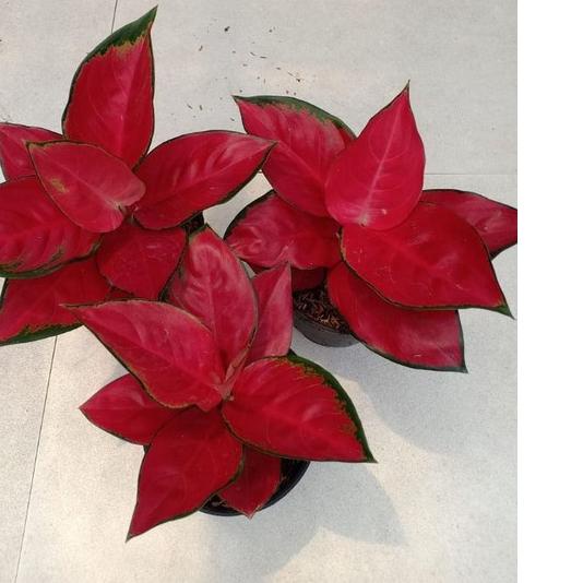 ✬ SUKSOM JAIPONG STANG PENDEK - Tanaman Hias Aglonema / Aglaonema ➩